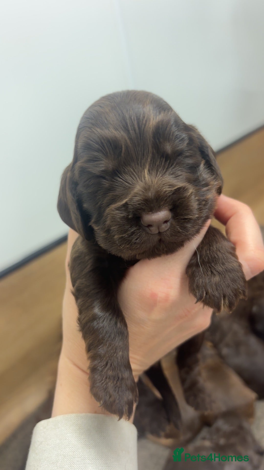 Cocker Spaniel dogs 🤎 KC show cocker spaniels 🤎 - Advert 1