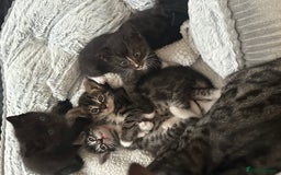 Bengal cats for sale: Queen boo 💕❤️ - Image 9