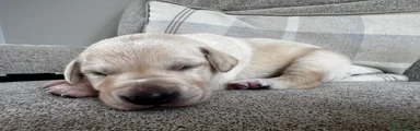 Mixed Breed 3