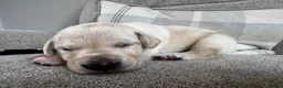 Mixed Breed dogs for sale: Beautiful Labrador x Pointer Puppies  - Advert 7