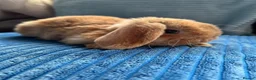 Mini Lop rabbits for sale: 🦋Pure Breed Mini plush lop 🦋 in Halstead - Advert 20