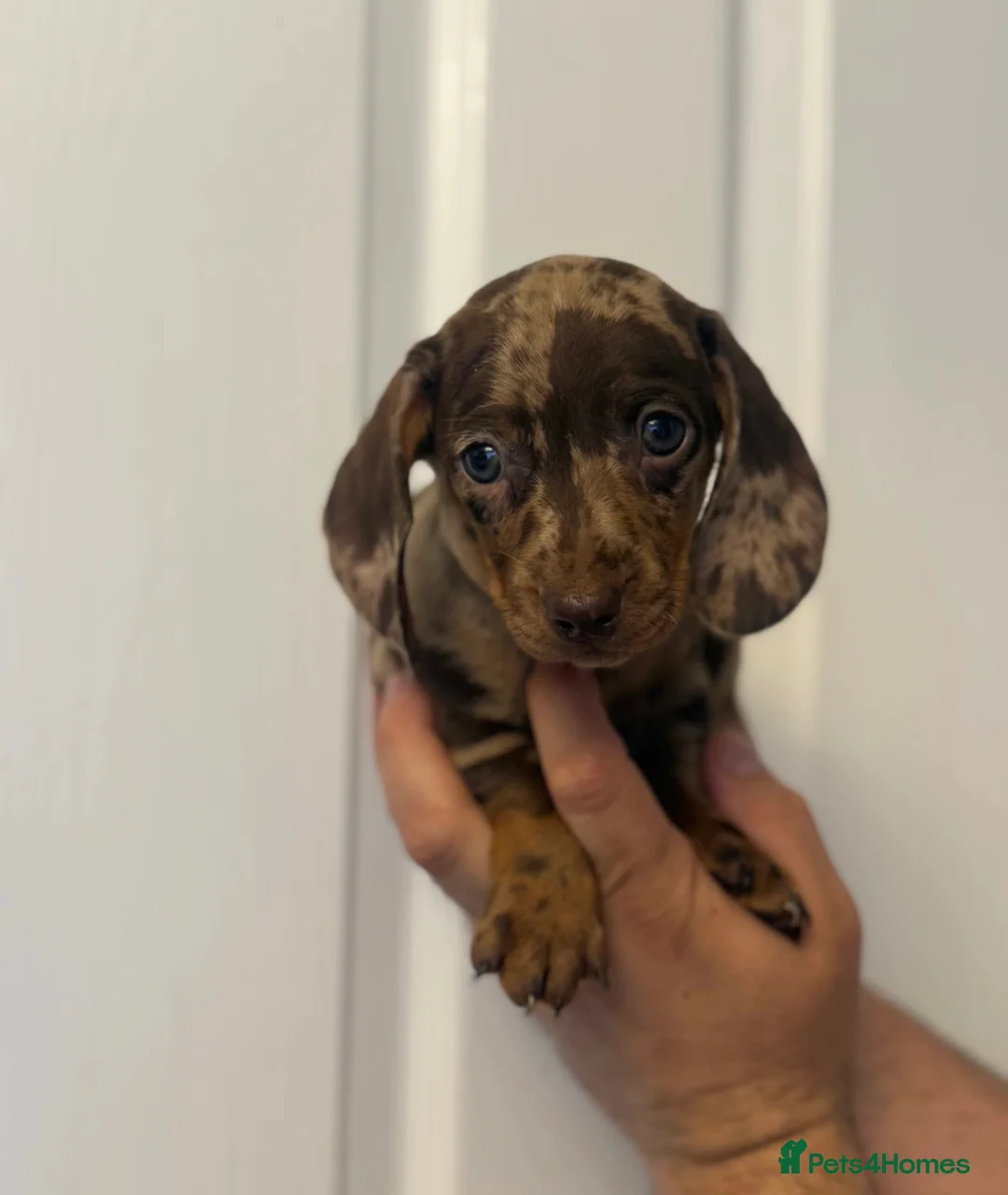 Miniature Dachshund dogs for sale: Miniature Chocolate Dachshund - Advert 6