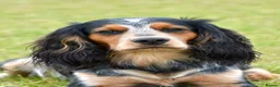 Cocker Spaniel dogs for stud: Health tested KC working cocker spaniel  - Advert 1