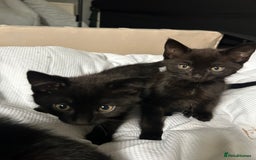 Domestic Shorthair cats for sale: Beautiful black domestic short hair kittens - Advert 7