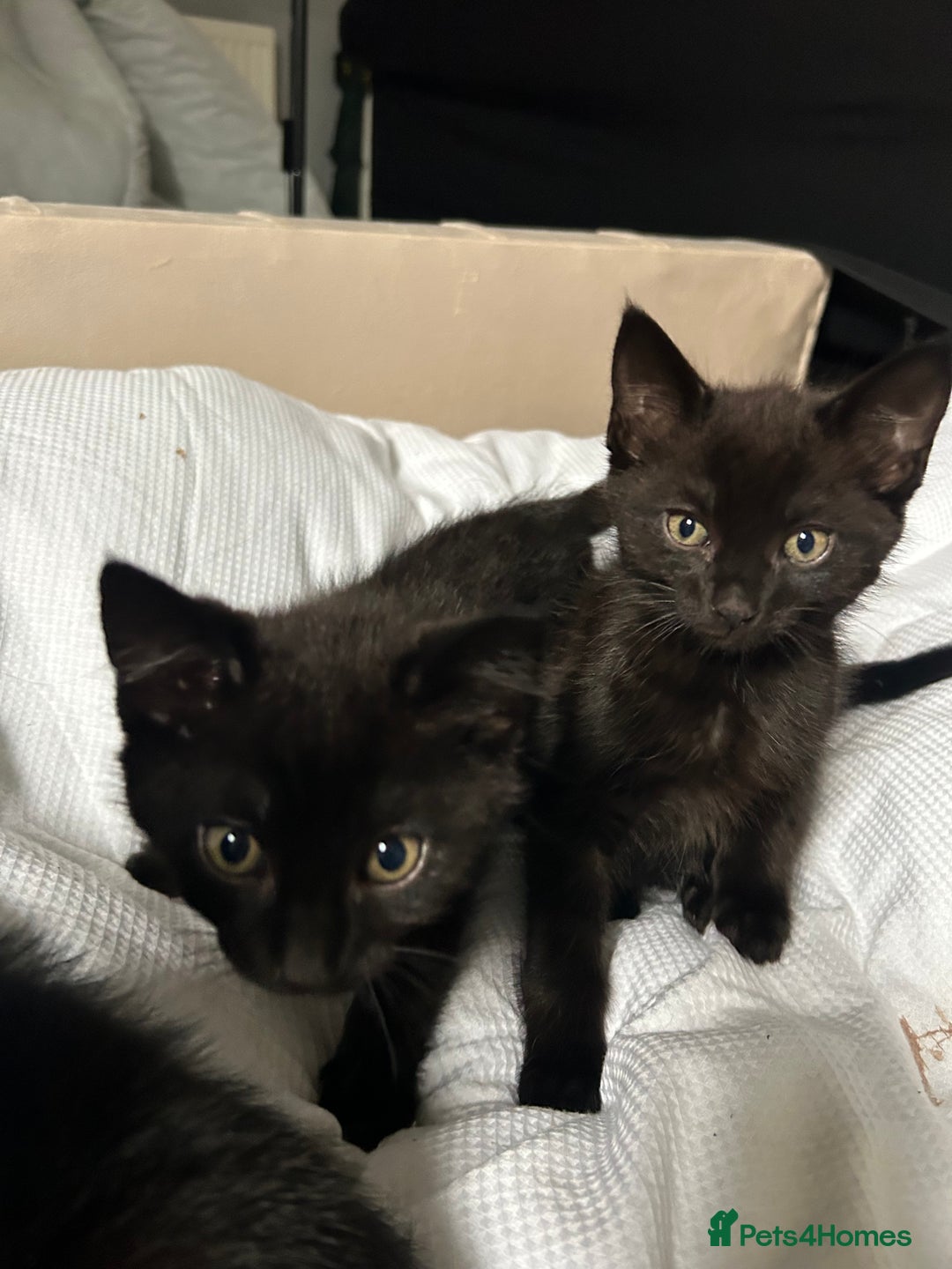 Domestic Shorthair cats for sale: Beautiful black domestic short hair kittens - Advert 7