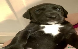 Mixed Breed dogs for sale: American Bully x Dobermann Girl REDUCED  - Image 4