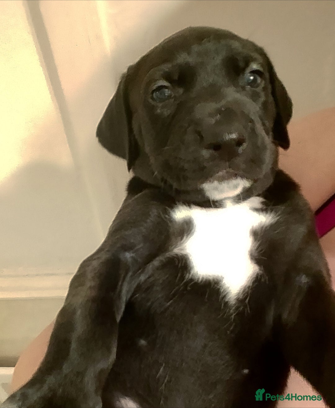 Mixed Breed dogs for sale: American Bully x Dobermann Girl REDUCED  - Image 4