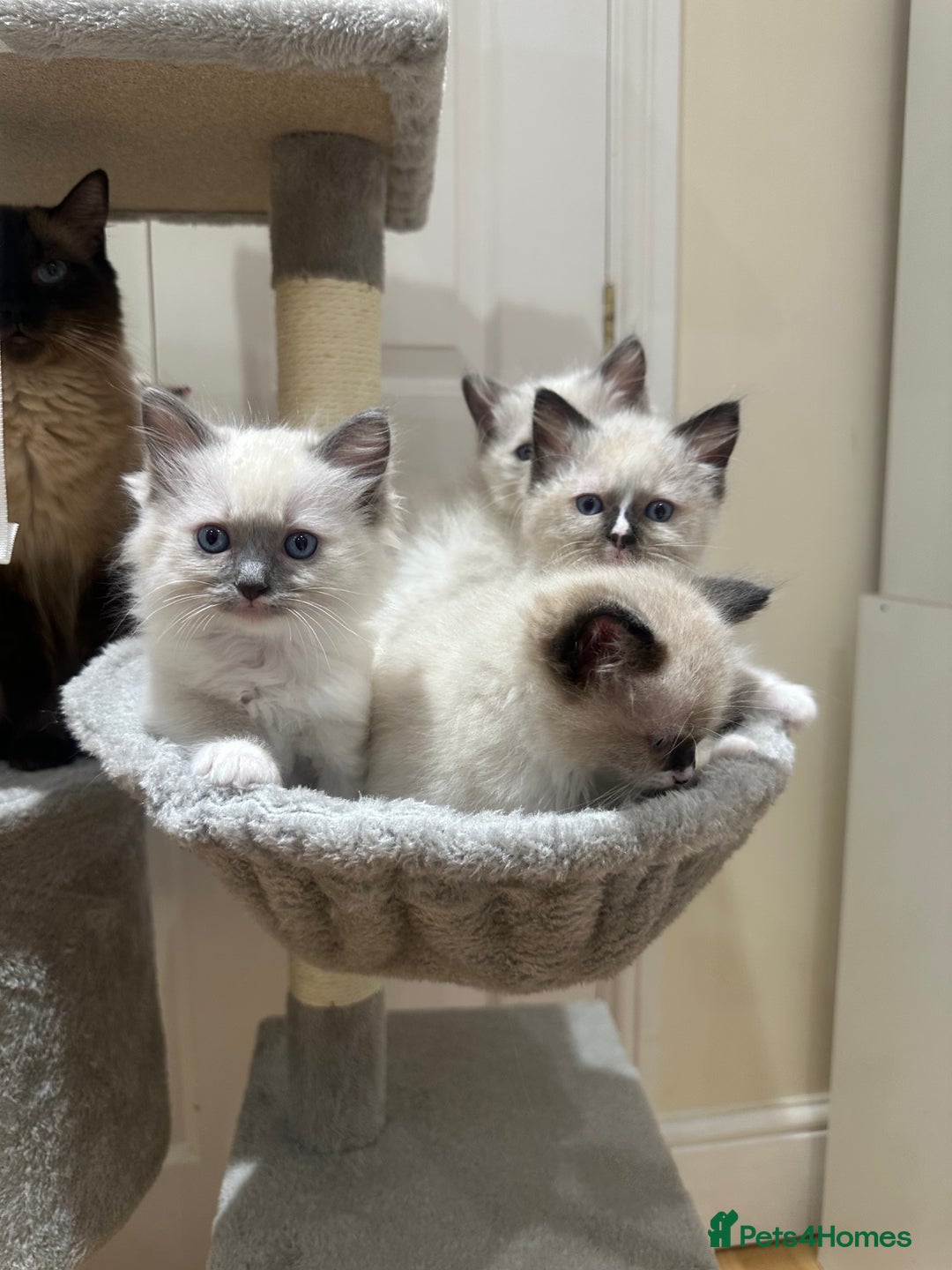 Ragdoll cats for sale: Last boy available! GCCF parents, pure ragdoll🤍 - Advert 27