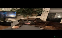 Boxer dogs for stud: Beautiful Dark Brindle Boxer|KC reg| Heart scored - Image 6