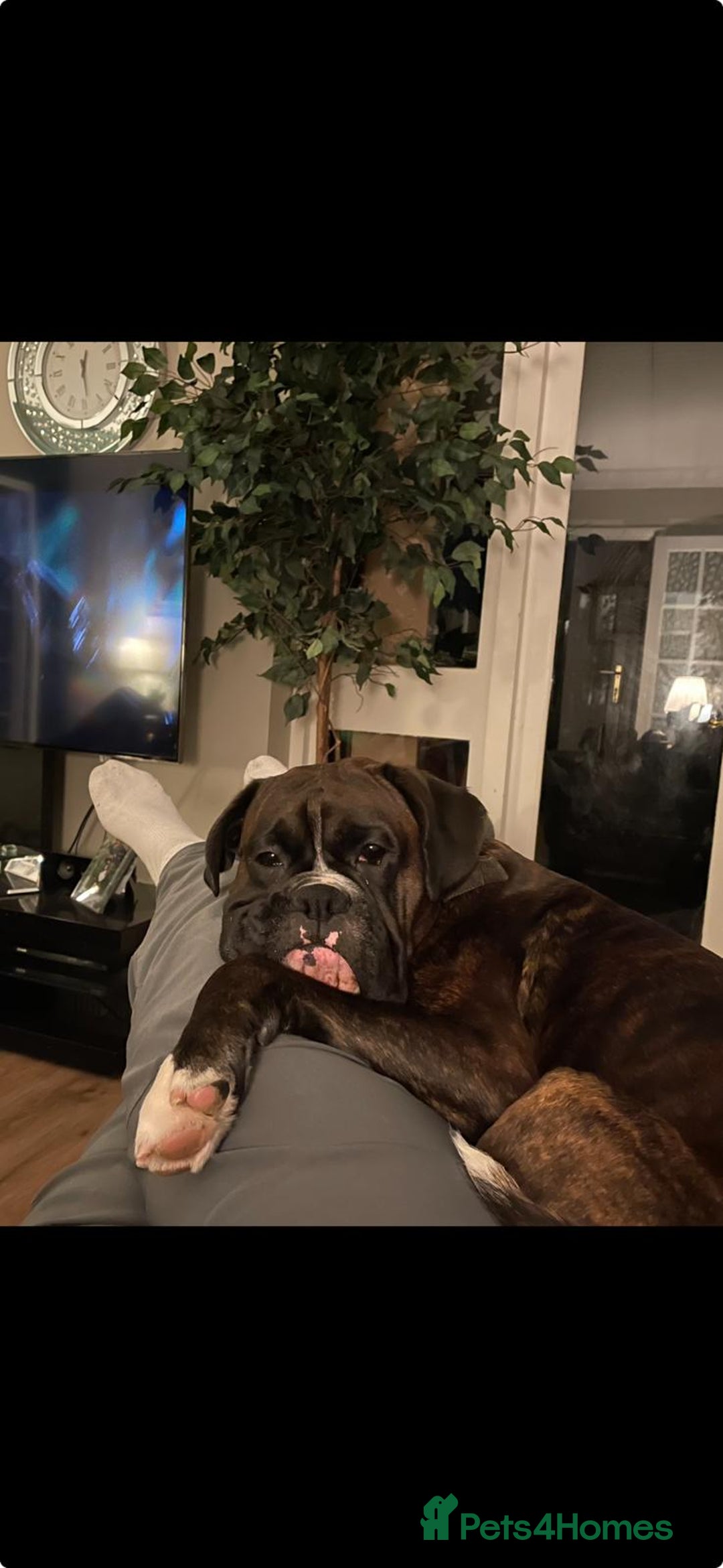 Boxer dogs for stud: Beautiful Dark Brindle Boxer|KC reg| Heart scored - Image 6