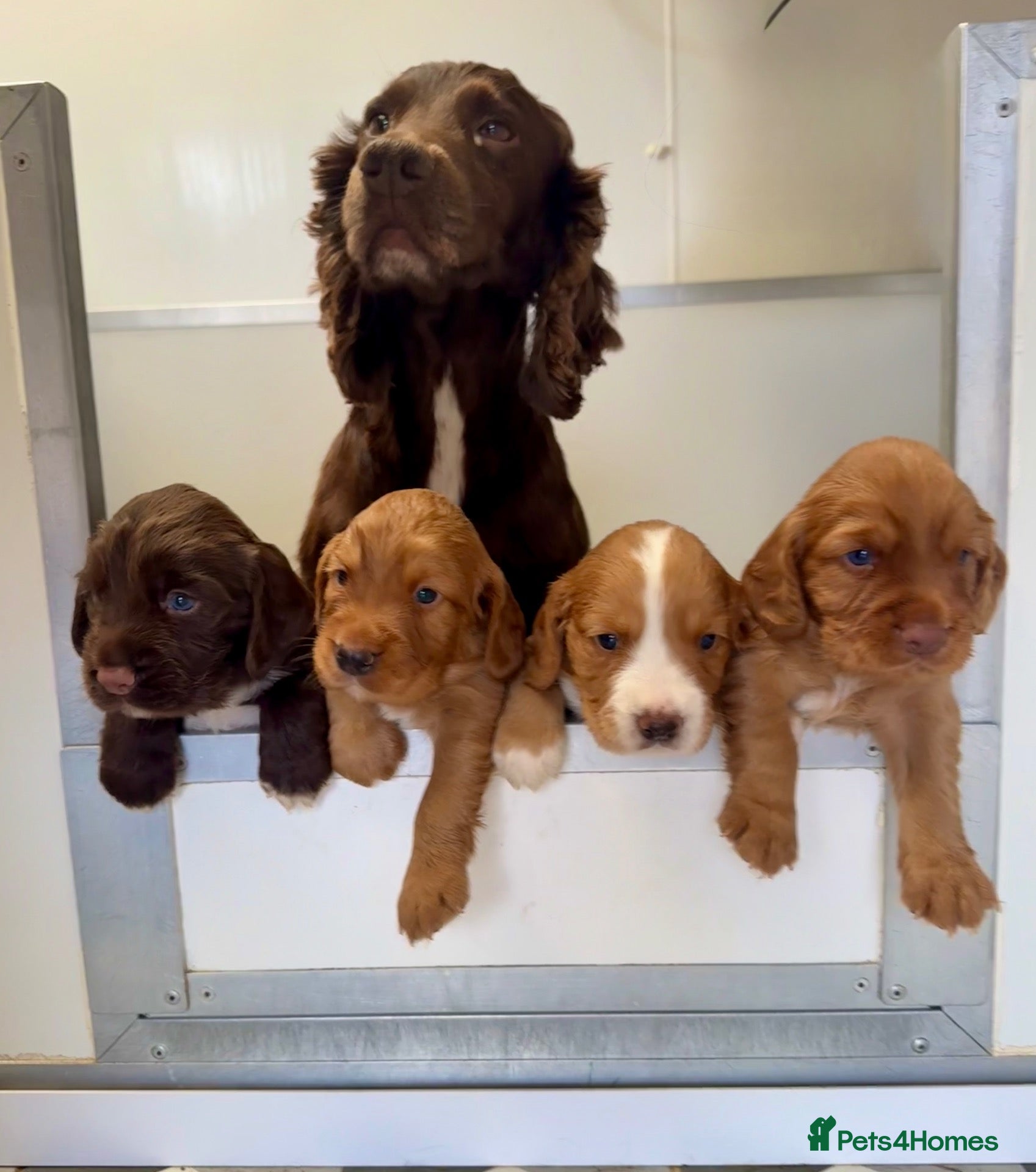 Cocker Spaniel dogs Working Cocker Spaniel Boy Pup. - Advert 1