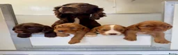 Cocker Spaniel dogs for sale: Working Cocker Spaniel Boy Pup. - Advert 1