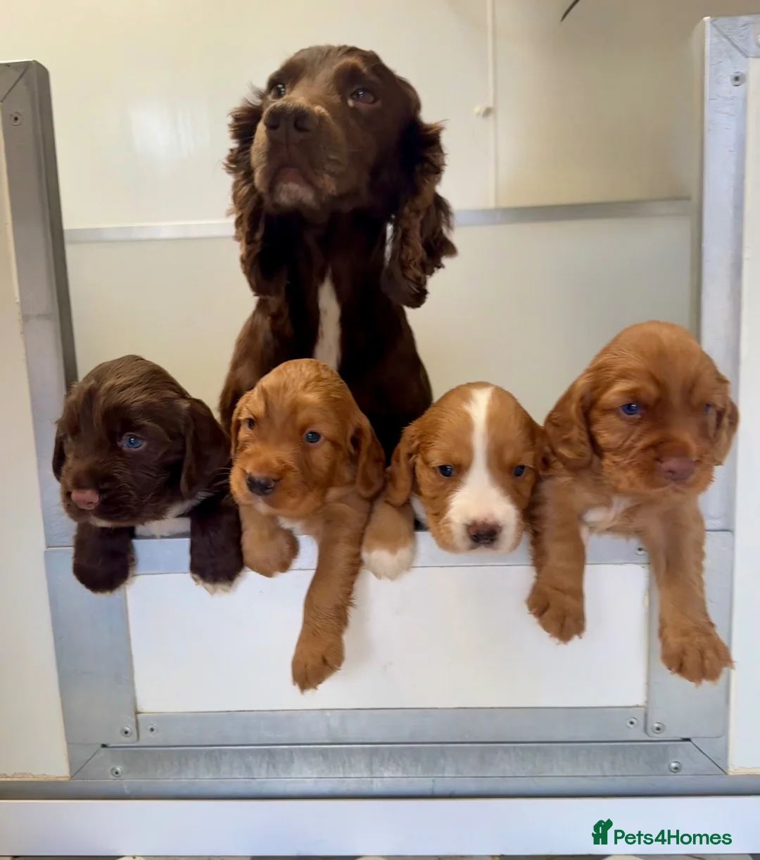 Cocker Spaniel dogs for sale: Working Cocker Spaniel Boy Pup. - Advert 1
