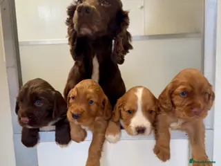 Cocker Spaniel dogs Working Cocker Spaniel Boy Pup. - Advert 1