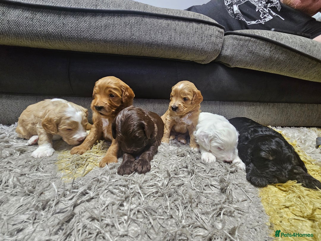 Australian Labradoodle dogs for sale: Australian Labradoodle Hybrid Puppies - Advert 2