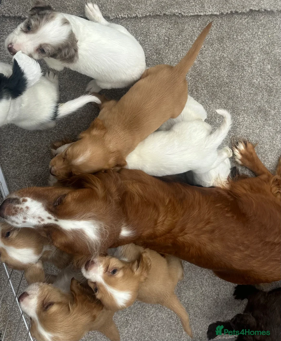Cocker Spaniel dogs for sale: Cocker spaniel puppies - Advert 2