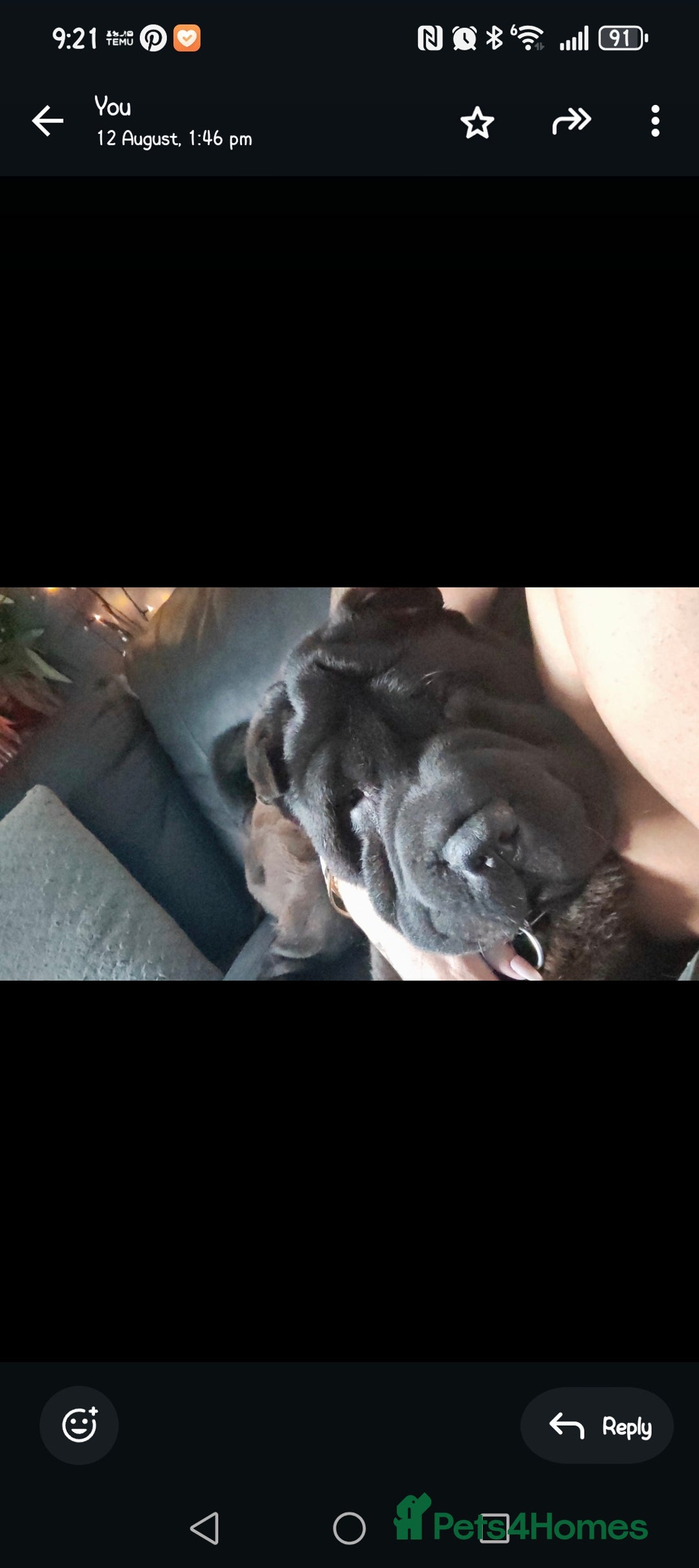 Mixed Breed dogs for sale: Shar pei  - Image 2
