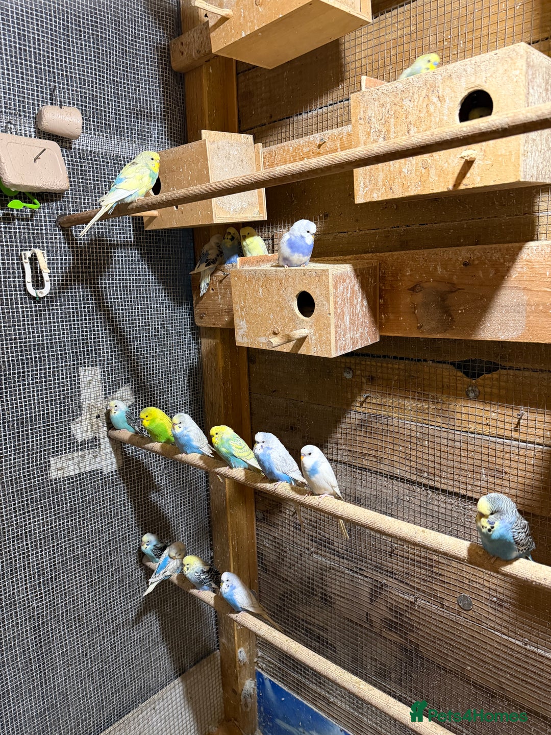 Budgerigars birds for sale: Colourful Budgies for Sale. - Advert 4