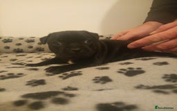 Staffordshire Bull Terrier dogs for sale: Champion lines Staffordshire Bull terrier puppies - Image 37