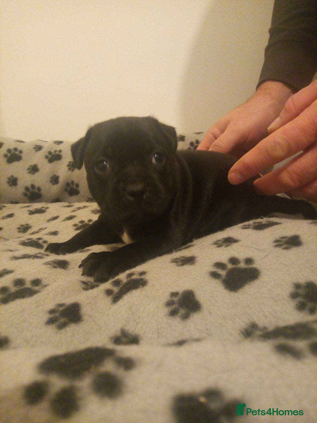 Staffordshire Bull Terrier dogs for sale: Champion lines Staffordshire Bull terrier puppies - Image 37