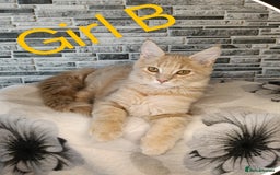 Maine Coon cats for sale: Maine coon kittens 'PuuureLove'  - Image 4