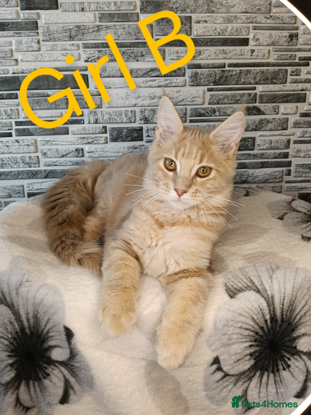 Maine Coon cats for sale: Maine coon kittens 'PuuureLove'  - Image 4