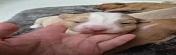Nova Scotia Duck Tolling Retriever dogs for sale: Scalpsie Toller Puppies  - Advert 4