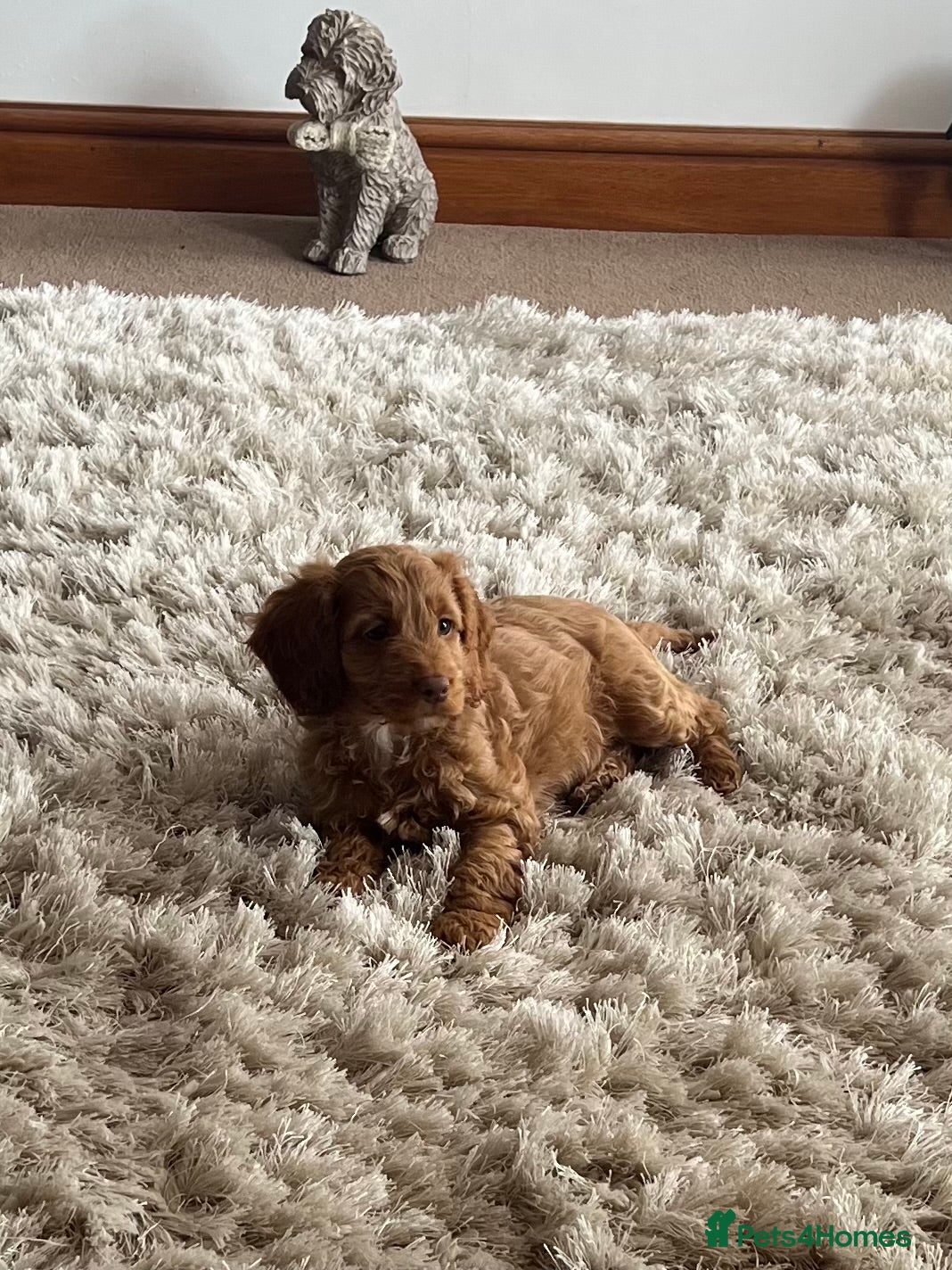 Cockapoo dogs F1 Cockapoos PRA Clear, Vet checked  - Advert 3