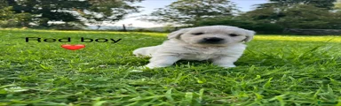 Golden Retriever 3