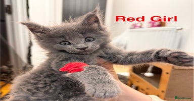 Maine Coon cats - Advert 2