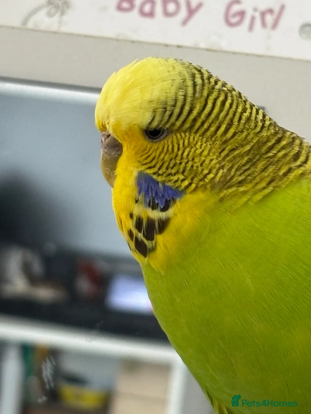 Budgerigars birds for sale: Male green budgie  in Doncaster - Advert 2