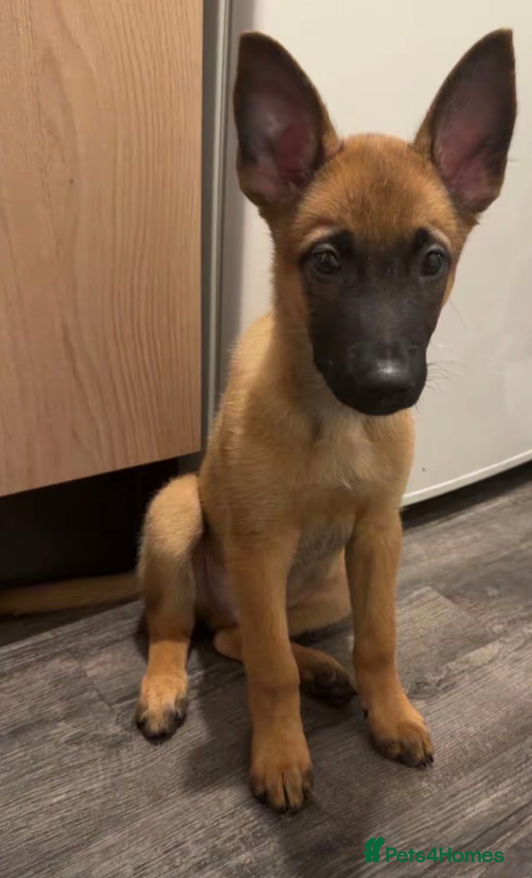 Belgian Shepherd Dog dogs for sale: Hugo Belgian malinos - Advert 2