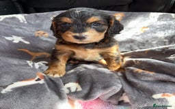 Cockapoo dogs for sale: 8 gorgeous little cockapoo puppies for sale - Image 9