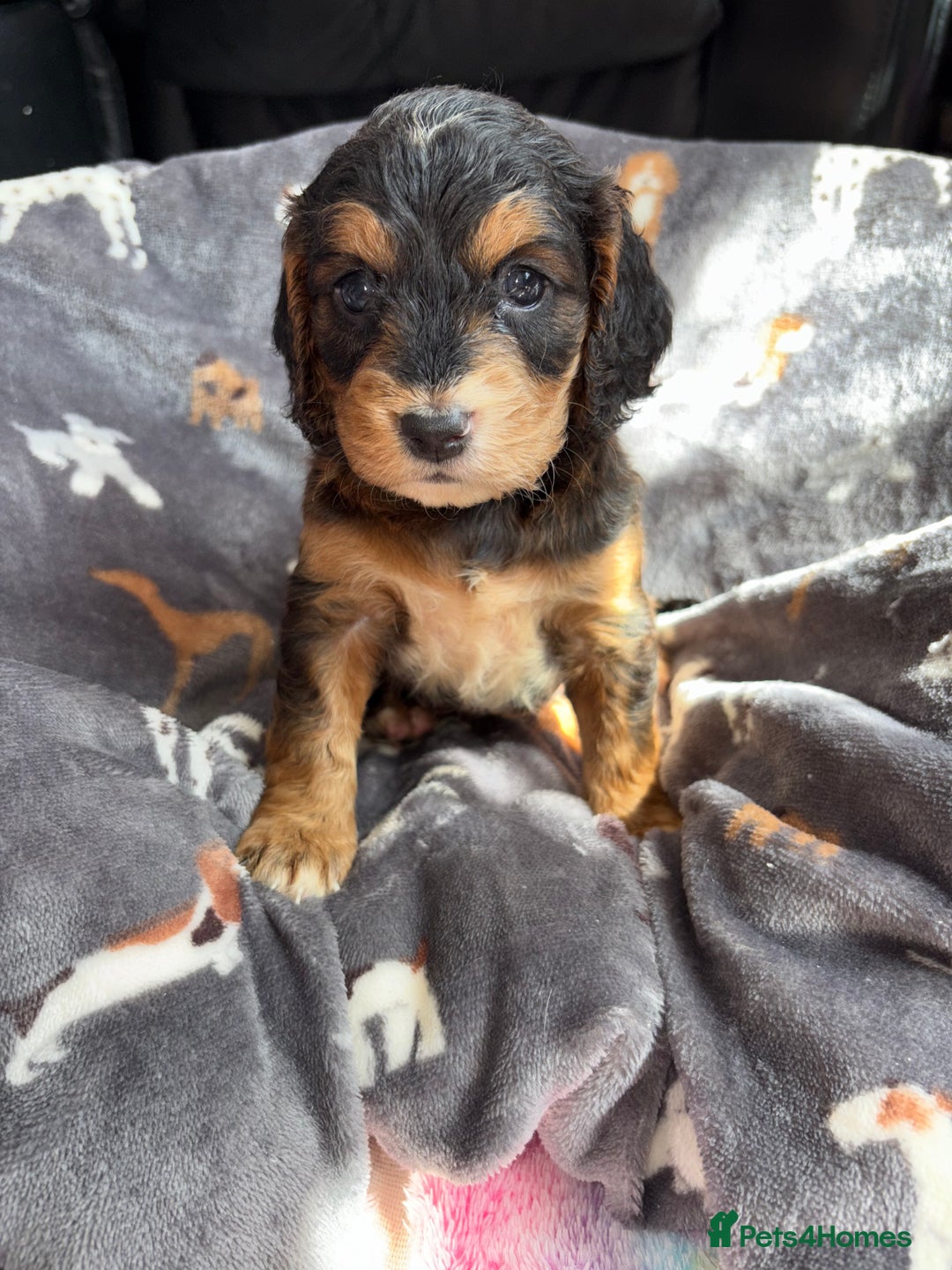 Cockapoo dogs for sale: 8 gorgeous little cockapoo puppies for sale - Image 9