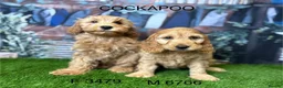 Cockapoo dogs for sale: Stunning Cockapoo Puppies  - Advert 3