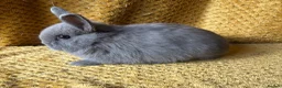 Netherland Dwarf rabbits for sale: Stunning Netherland dwarf babies  - Advert 7