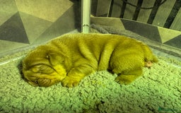 English Bulldog dogs for sale: English bulldog chocolate tri boy with Merle genes - Image 10