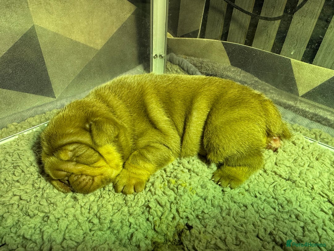 English Bulldog dogs for sale: English bulldog chocolate tri boy with Merle genes - Image 10