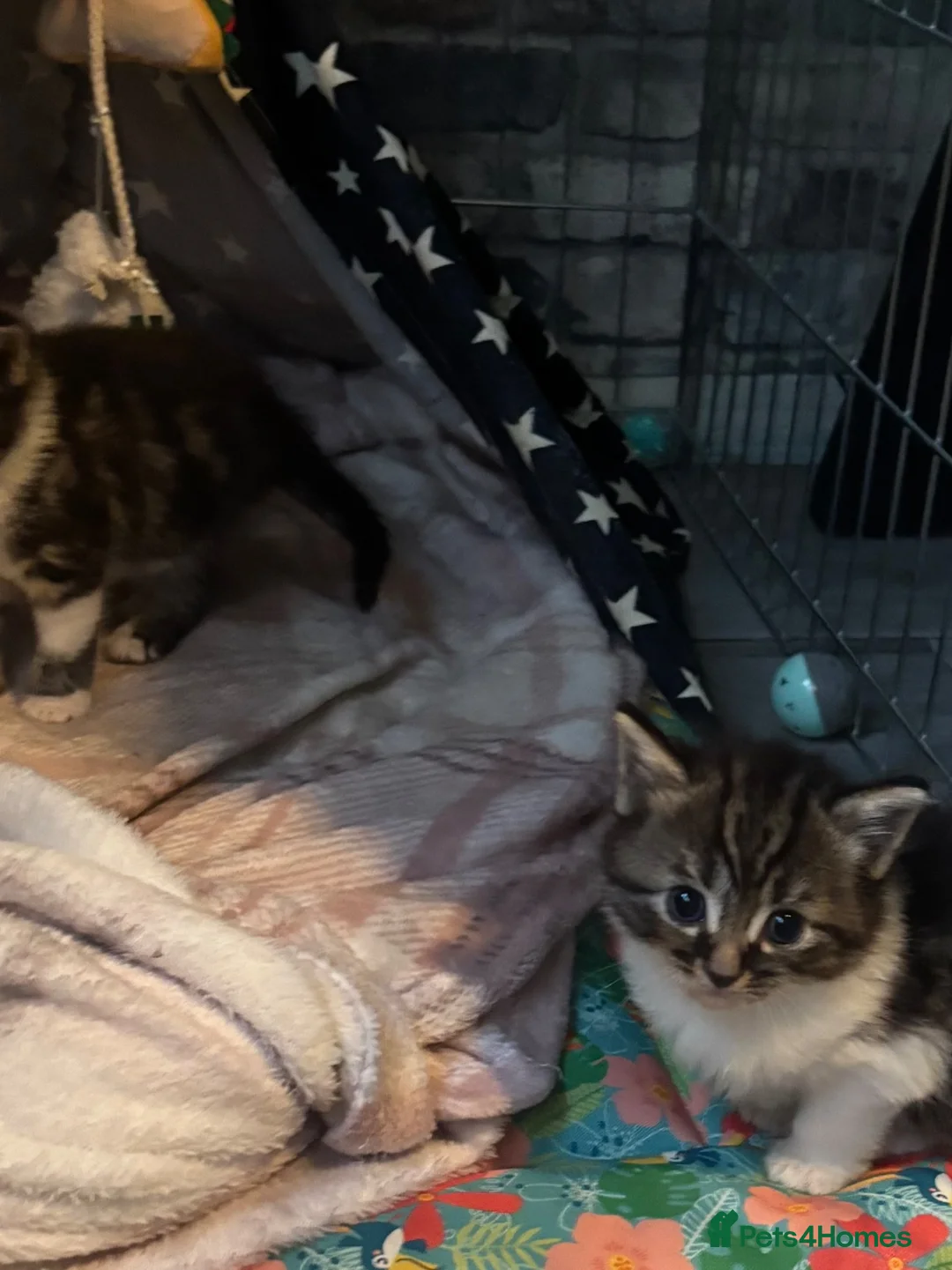 British Shorthair cats for sale: 2 tabby kittens available for re homing (Males)  in Buckingham - Advert 2