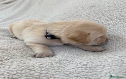 Labrador Retriever dogs for sale: Stunning Labrador Puppies - Image 28