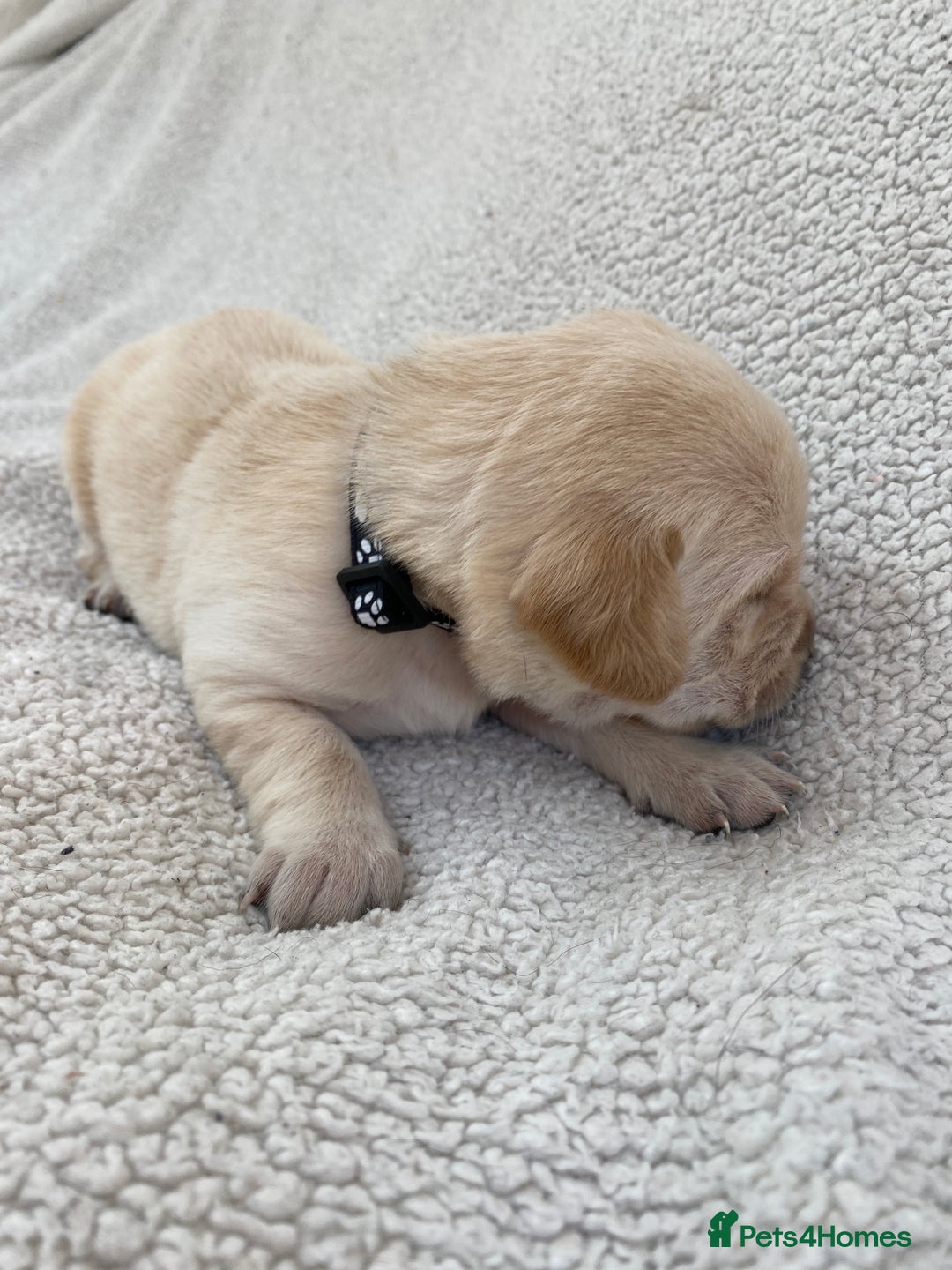 Labrador Retriever dogs for sale: Stunning Labrador Puppies - Image 28