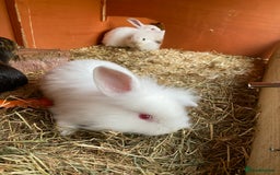 Mini Lion Lop rabbits for sale: Baby male rabbits ready now  - Image 7
