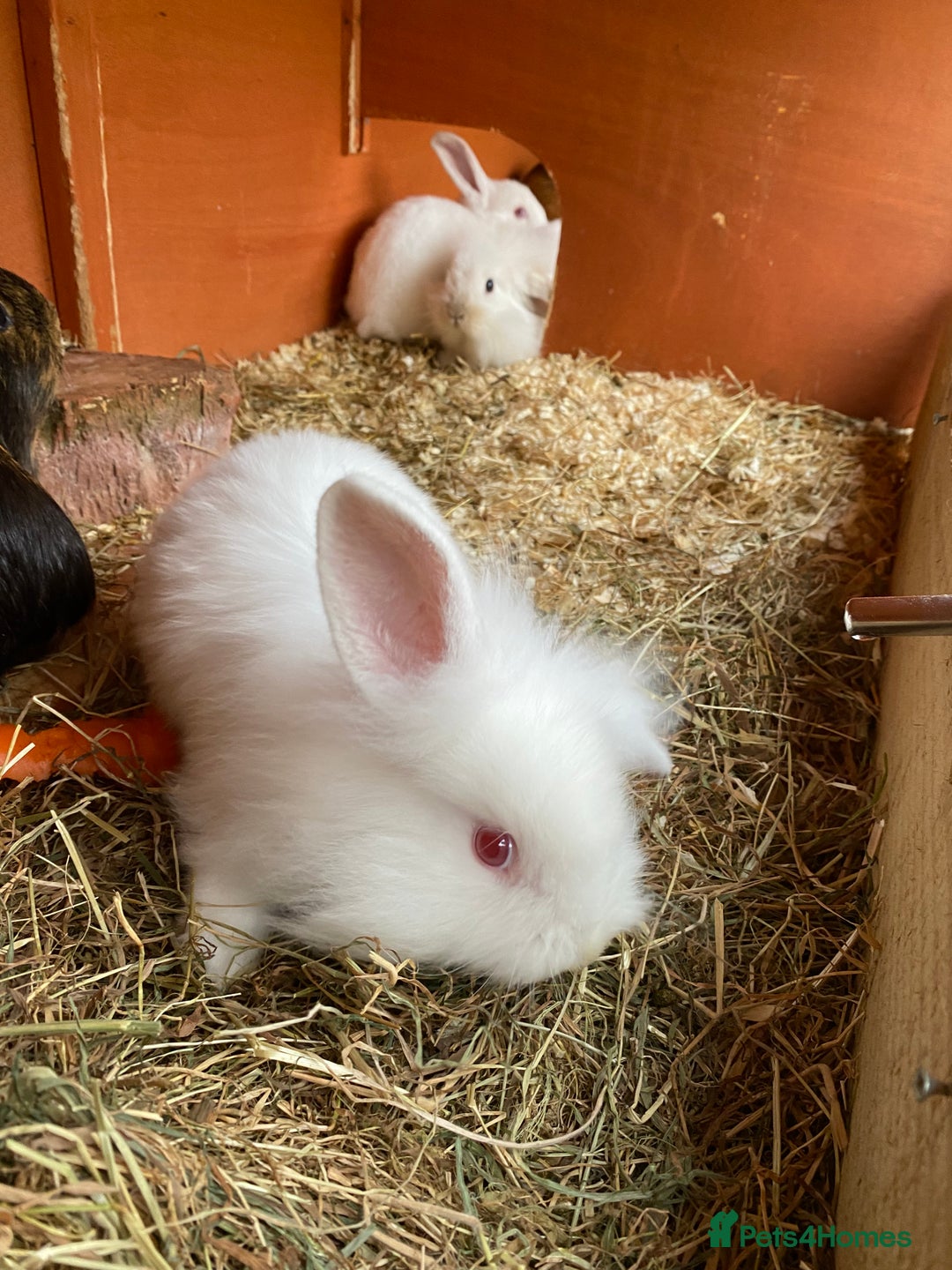 Mini Lion Lop rabbits for sale: Baby male rabbits ready now  - Image 7