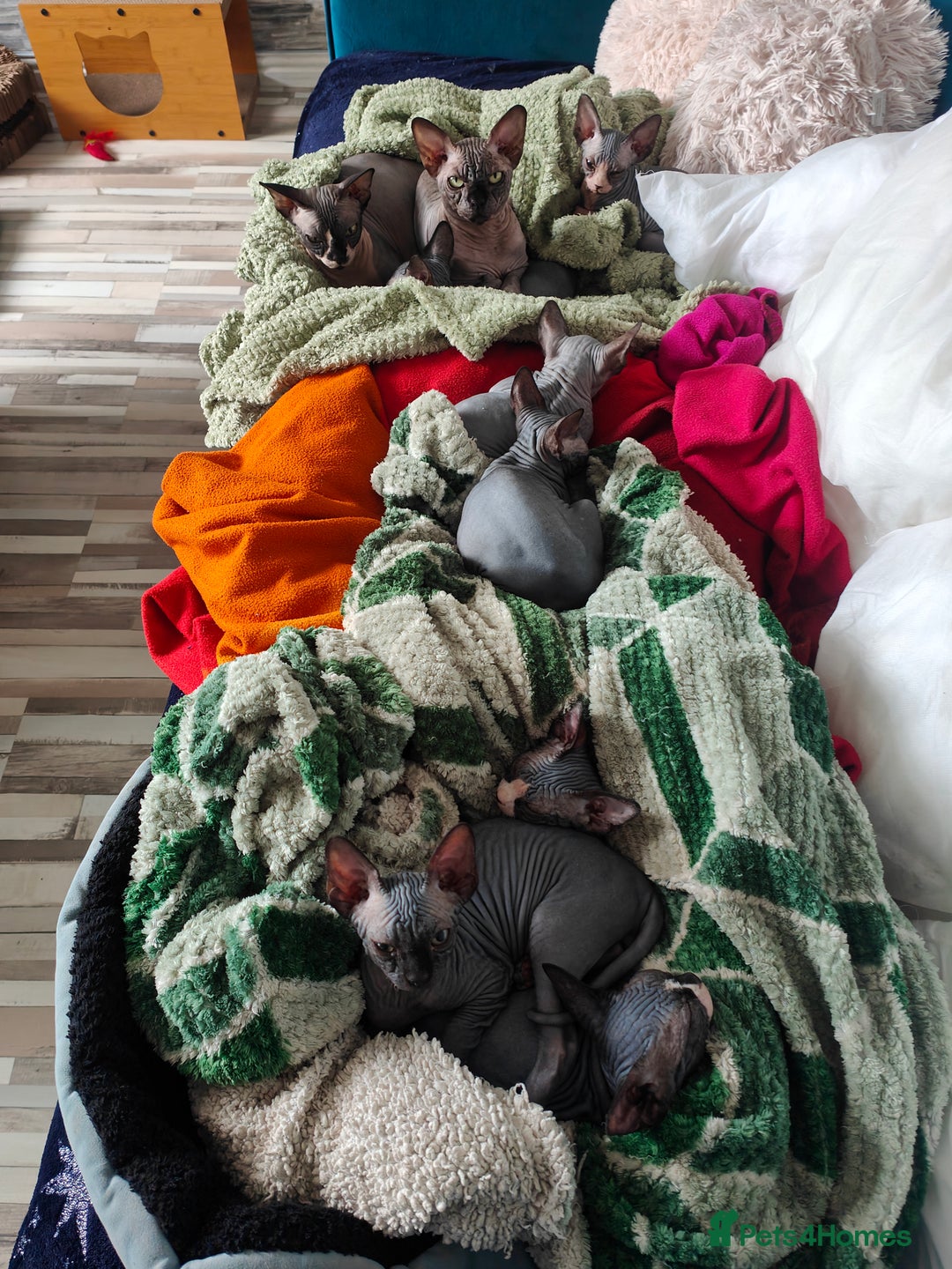 Sphynx cats for sale: Bloodline Sphynx Kittens  - Image 8