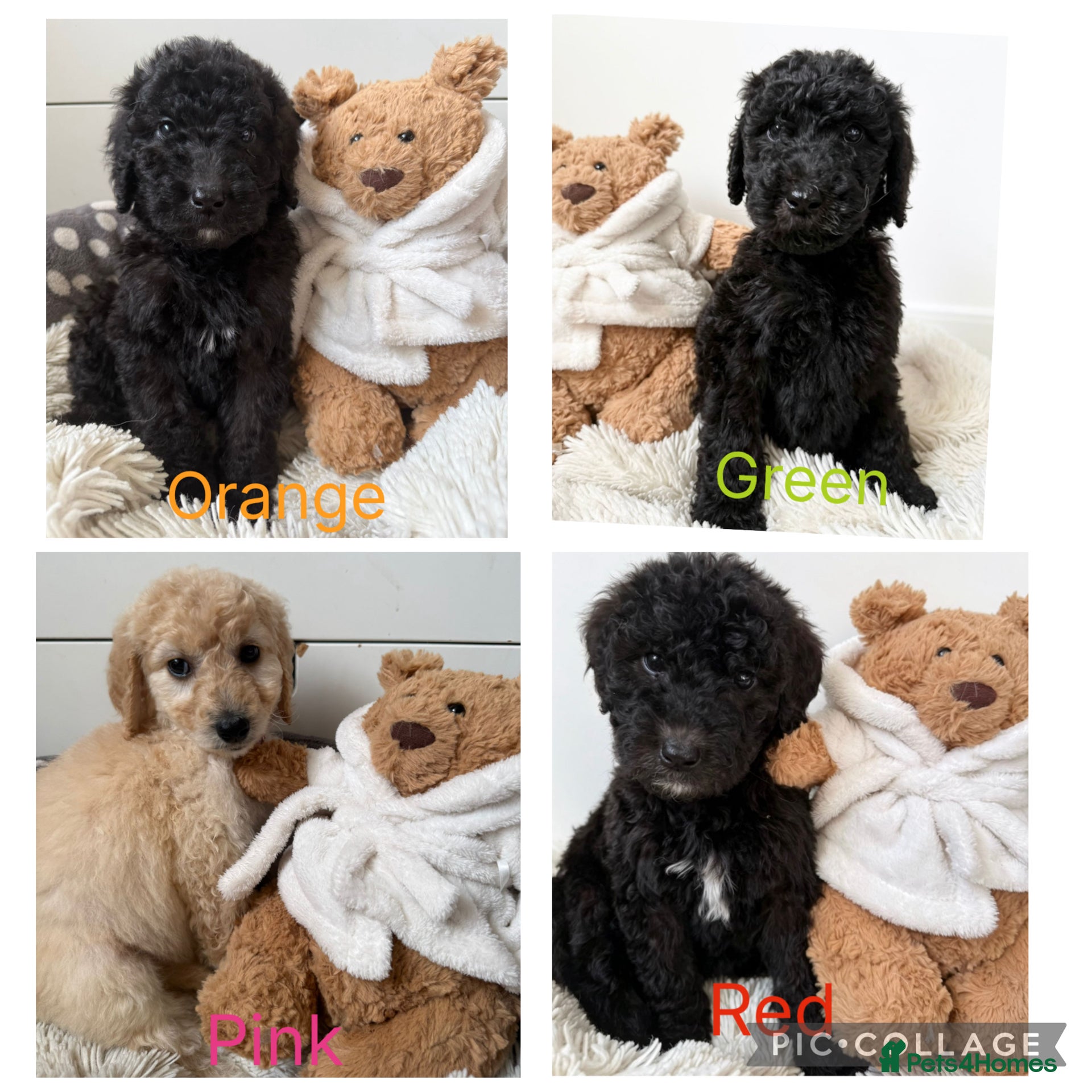 Labradoodle dogs  f1bb standard labradoodles - silver & apricots - Advert 1