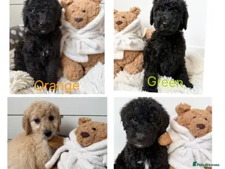 Labradoodle dogs f1bb standard labradoodles - silver & apricots - Advert 6
