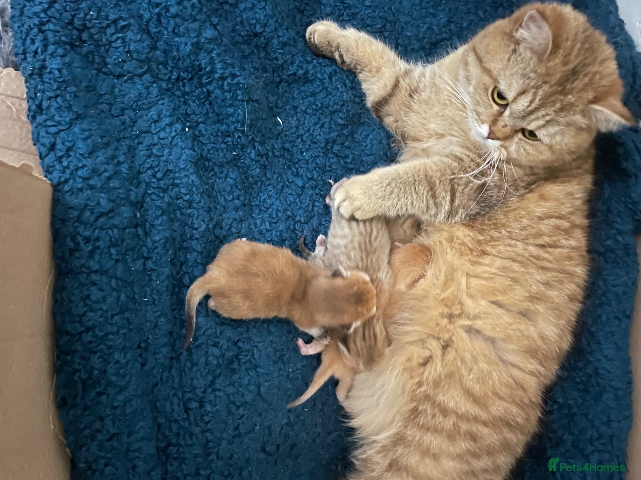 British Shorthair cats Golden kittens - Advert 2