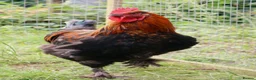 Chickens poultry for sale: French Black Copper Marans Cockerels - Advert 2