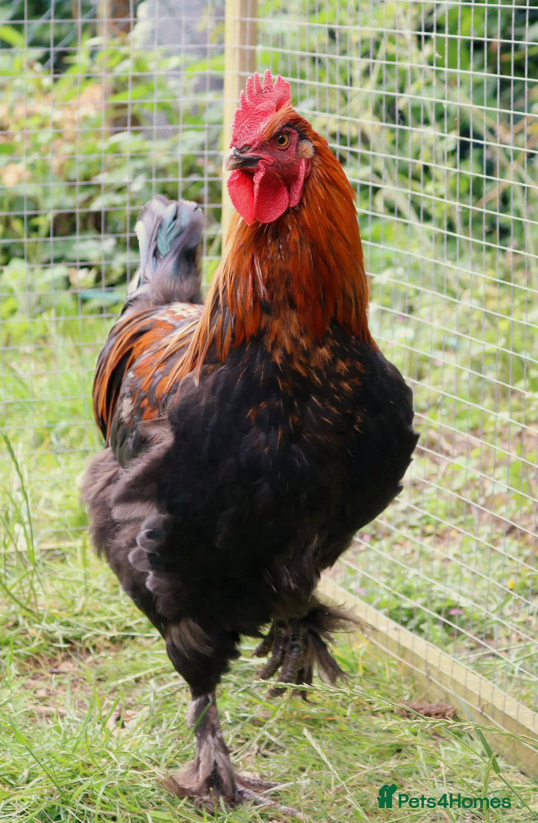 Chickens poultry for sale: French Black Copper Marans Cockerels - Advert 2