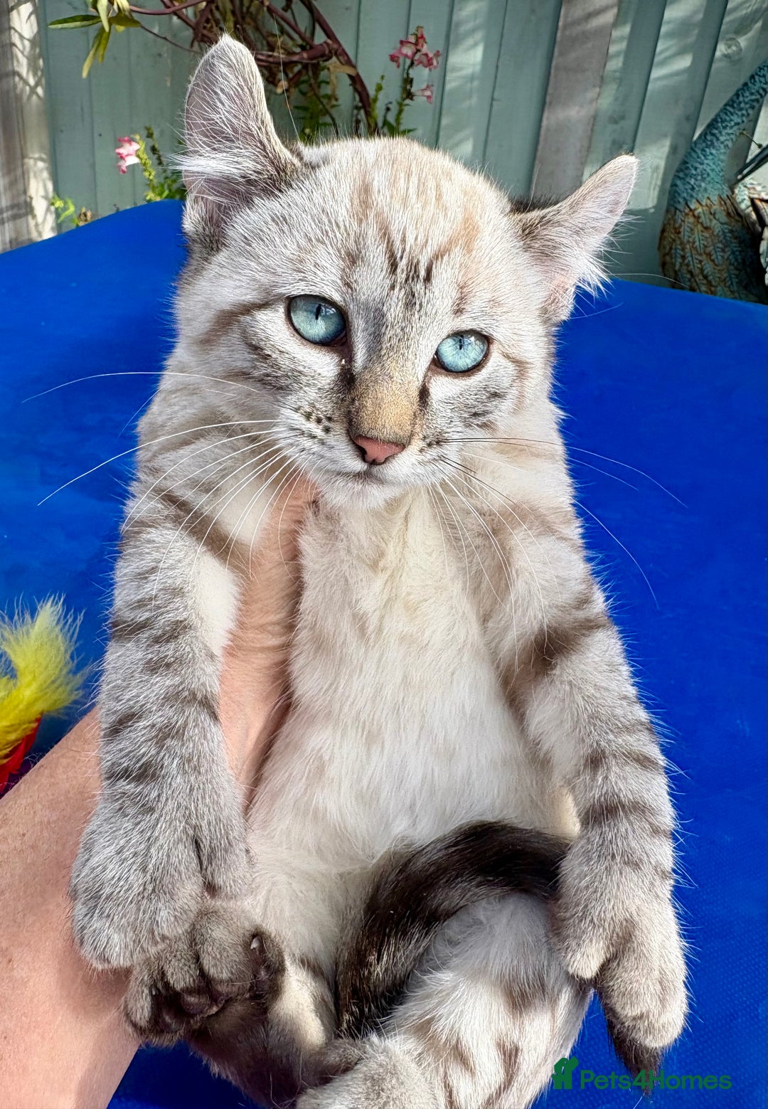 Bengal cats for sale: Gob smacking rare kittens  - Image 14